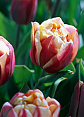 Tulipa 'Horizon' (gefüllte Tulpe)