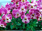 Viola cornuta 'Valentine' (Hornveilchen)