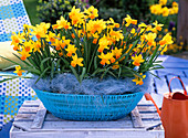 Flacher blauer Korb mit Narcissus 'Jetfire' (Narzissen)