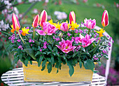 Frühlingskasten: Tulipa 'The First' 'Peach Blossom' (Tulpen)