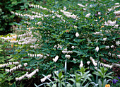 Dicentra spectabilis (Watering Heart, white)