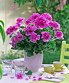Pelargonium grandiflorum (geranium, purple) in pink pot on a table