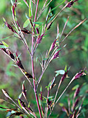 Zweig mit Blüten von Fargesia nitida (Fontänen - Schirmbambus)
