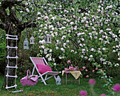 Malus tree blooming, including deck chair with pillows, picnic basket