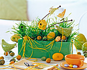 Square Easter nest with grass in green box, quail eggs