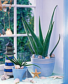 Aloe vera (Echte Aloe) in hellblauen Übertöpfen auf der Fensterbank