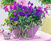 Browallia speciosa, Hedera helix in purple planter on table