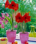 Hippeastrum (Amaryllis, rot) in rosa Übertöpfen, Obst auf dem Tisch