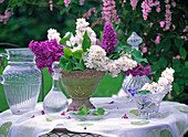Syringa vulgaris (Flieder, violett und weiß) in grüner Schale auf Tisch