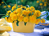 Taraxacum (Löwenzahn) in gelber Jardiniere, Gräser, Tuch, Servietten