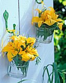 Gelbe Blüten von Lilium (Lilien) in Gläsern an die Wand gehängt