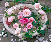 Hellrosa Blüten von Rosa (Rosen) in Schale mit Wasser schwimmend