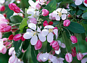 Blüten von Malus floribunda (Zierapfel)