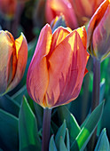 Tulipa 'Princess Irene' (tulip)