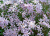 Phlox bifida (Sandphlox)