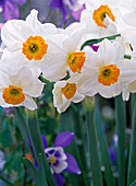 Narcissus 'Geranium' (Tazette daffodils)