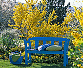 Blaue Holzbank vor Forsythia 'Lynwood' (Goldglöckchen)