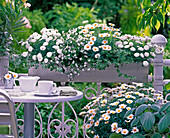 White planted balcony box, Argyranthemum, Lobelia