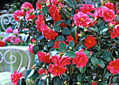 Camellia 'Flame' (Kamelie)