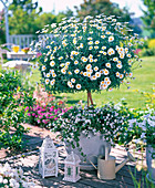 weiße Terrasse: Argyranthemum 'Stella 2000' (Margerite)