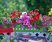 Petunia (Petunien) pink und rot, Verbena (Eisenkraut) pink