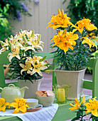 Lilium asiaticum (golden yellow and light yellow lilies)