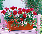 Rosa (red mini roses), Calibrachoa Dream Kisses 'Orange Sunset'