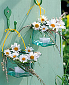 Lanterns with profusion of Argyranthemum and grasses