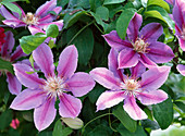 Clematis 'Dr. Ruppel' (Zweifarbige Waldrebe)