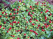 Duchesnea indica (Indian strawberry) as groundcover