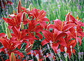 Lilium asiaticum 'Red Dwarf' (lilies)