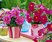 Petunia (pinke und rote Petunien)