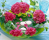 Hydrangea (Hortensien, pink), Ranken von Ipomoea (Prunkwinde)
