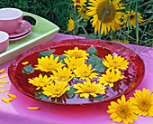 Helianthus decapetalus flowers in glass bowl