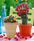 Flowering Lobivia pseudocachensis, Echinocereus (cacti)