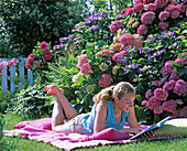Young woman on blanket in front of flowering hydrangea (hydrangea bed)