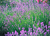 Lavandula 'Hidcote Blue' (Lavender)