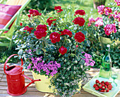 Metal bowl with Rosa (red dwarf rose), Ageratum (liver balm)