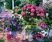 Terrace with Hydrangea 'Schöne Bautznerin' 'Blaumeise' (Hydrangea)