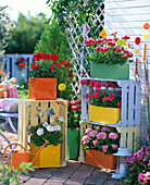 Stellar geraniums, painted fruit boxes