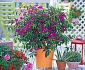 Bougainvillea in orange metal bucket