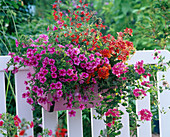 Calibrachoa Celebration Star 'Purple' (Zauberglöckchen)