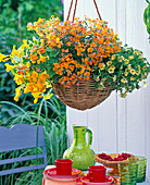 Rattan flower basket with Nemesia Nemesis 'Orange' (elf mirror)