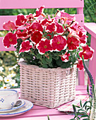 Petunia Mirage 'Red Picotee' (Petunia) in a white square basket