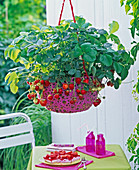 Fragaria (Erdbeere) in pinker Kunststoff - Korbampel