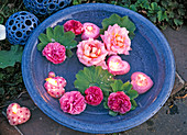 Blüten von Rosa (Rosen), Alchemilla (Frauenmantel), herzförmige Schwimmkerzen