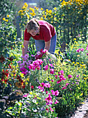 Frau pflückt Cosmos (Schmuckkörbchen) im Bauerngarten