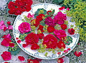 Rosa (Rosen), Alchemilla (Frauenmantel)