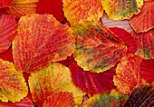 Autumn leaves of Hamamelis (witch hazel)