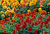 Rote, orange und gelbe Dahlia (Dahlien)